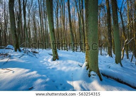Winter woods in Poland. Landscape with good weather in forest. Polish countryside.