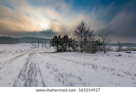 Winter snowy fields and foggy day. Beautiful european winter landscape.