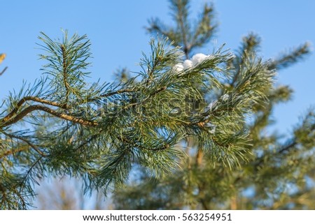 Pine tree branches in winter. Fir with hoarfrost, natural tree.
