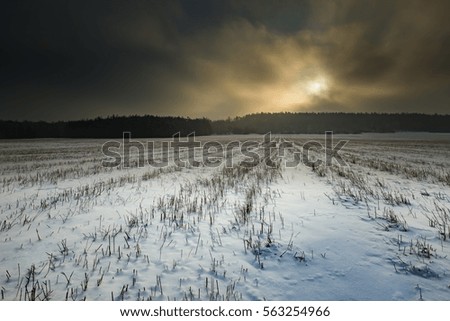 Winter snowy fields and foggy day. Beautiful european winter landscape.