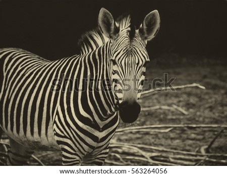 Beautiful african zebra. Creative artwork of African wildlife. Exotic image of African safari & wild animals during travel to Africa. Amazing unique photo of plains zebra. Stylish retro vintage design