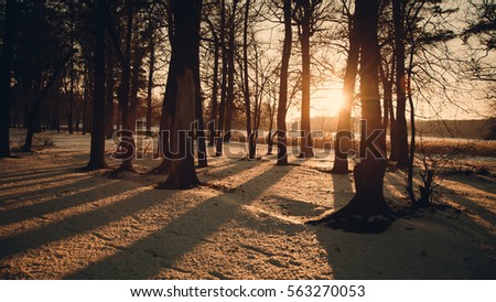 Winter landscape - frosty forest in the sunny evening. Tranquil winter nature in sunlight. Beautiful winter landscape at sunset with fog and snow