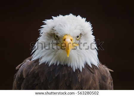 photo portrait of an alert American Bald Eagle