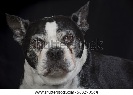 Old Boston terrier looking at you