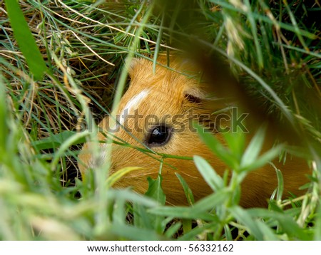 nice little guinea pig in wild nature