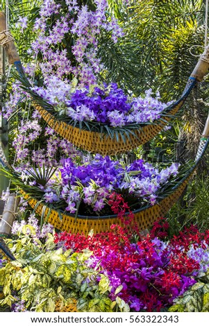 Baskets of orchids in the garden.