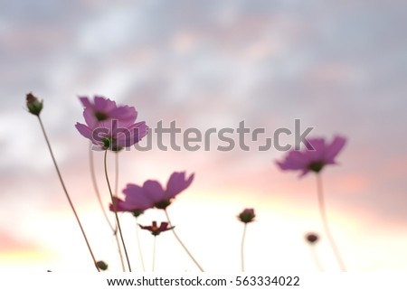 Cosmos flower in beautiful day.