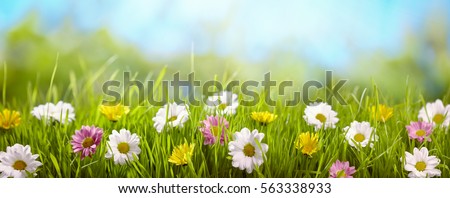 Spring flower in the meadow,spring nature background