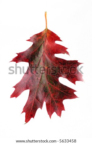 leaf in increase on white background