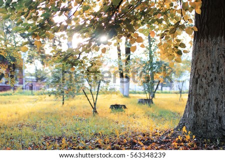 autumn park leaf sun