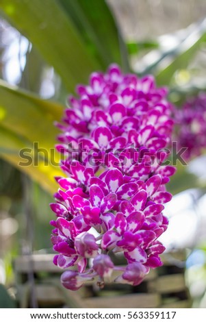 Orchid is a single-plant orchid Orchidaceae is a popular cut flower. Because of the flowers and beautiful patterns. A cut flower with a long life. Orchids are important economic crops of Thailand.