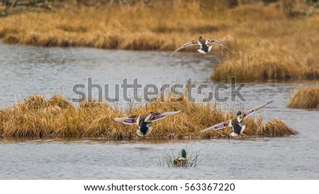 Two colorful ducks flying over a pond. Nisqually wildlife refuge, Washington, USA Royalty-Free Stock Photo #563367220