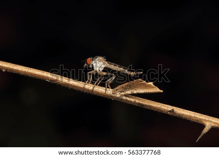 Macro: Close up  Robberfly with a prey with a soft focus background. Image has grain or blurry or noise and soft focus when view at full resolution. (Shallow DOF, slight motion blur)