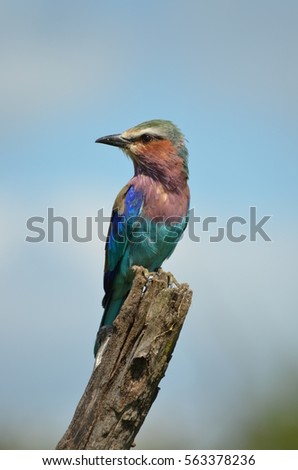 Lilac-breasted roller (Coracias caudatus) on tree stump in Kruger National Park - South Africa