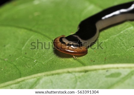 Flatworm on a leaf in rainforest. (Selective focusing)