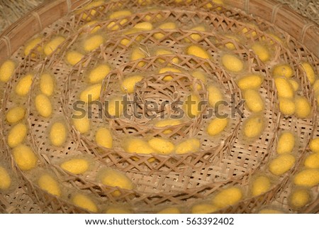 Silkworms nest in the bamboo basket