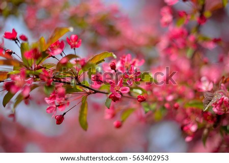red apple tree in bloom
