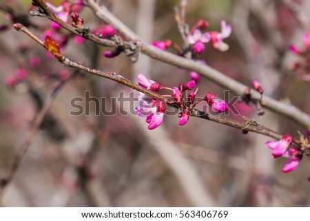 Western redbud (Cercis occidentalis), California Royalty-Free Stock Photo #563406769