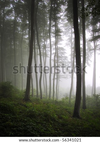 vertical photo of a green forest with fog