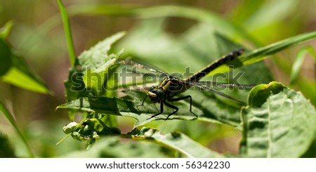 Common Clubtile dragonfly Royalty-Free Stock Photo #56342230