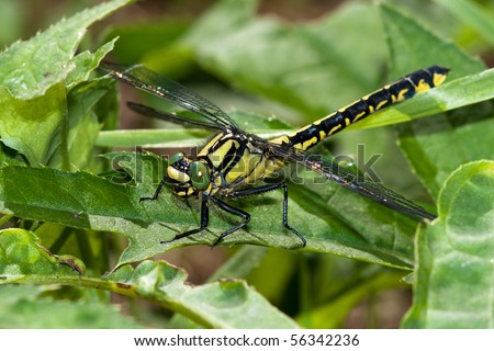 Common Clubtile dragonfly Royalty-Free Stock Photo #56342236
