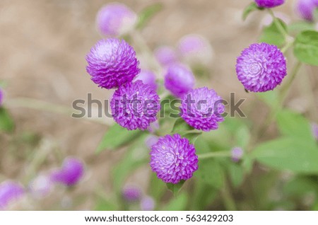 clover flower - selective focus