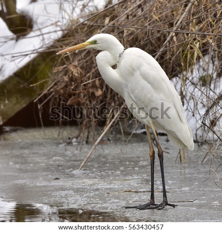 white egret waiting for fish