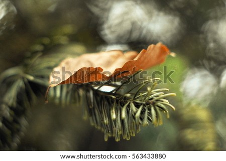 Orange leaf in forest 