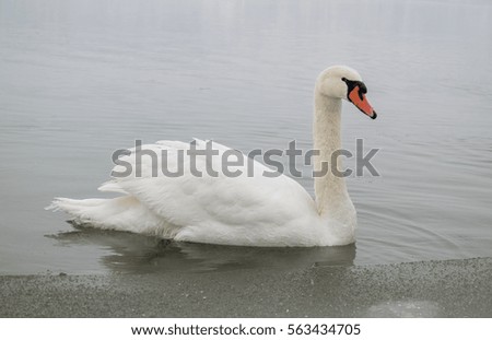 White swan on the frozen Danube