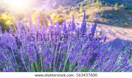 Lavender bushes closeup on sunset. Sunset gleam over purple flowers of lavender. Bushes on the center of picture and sun light on the left. Provence region of france.