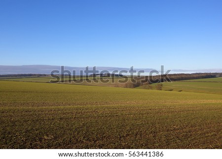 undulating wheat fields in the rolling hills of the yorkshire wolds with hills and hedgerows under a blue sky in winter