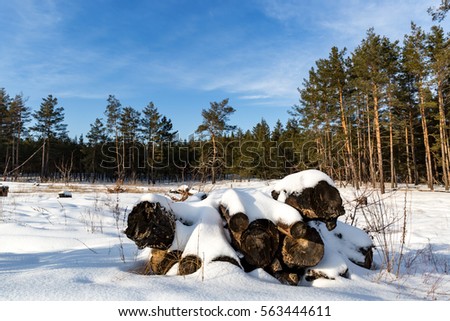 winter landscape with old logs under snow on meadow in forest