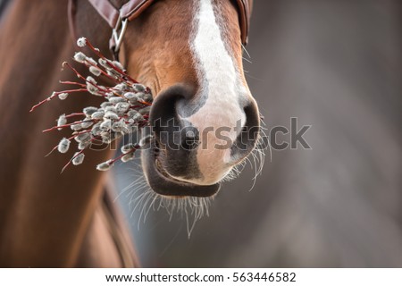 Horse Easter greeting with pussy-willow in mouth