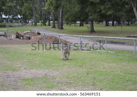Grampians National Park - Kangeroos