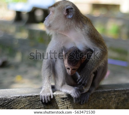 Macaca Baby with her parents at Tiger Cave Temple in Krabi, Thailand