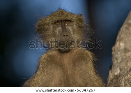 This baboon was photographed outside of Satara in the Kruger National Park.