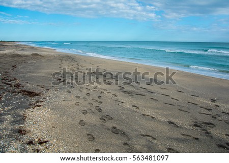 Footprints and seashells in the sand on a sunny calm day on an Atlantic beach in Florida.