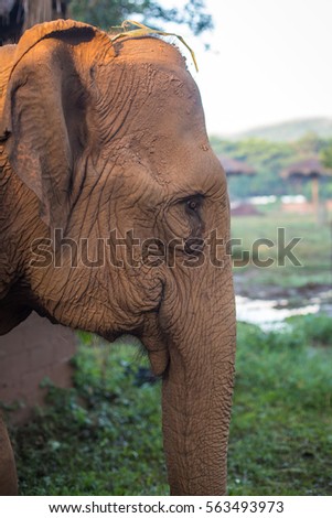 Profile view of an elephant head in Elephant Nature Park in Thailand