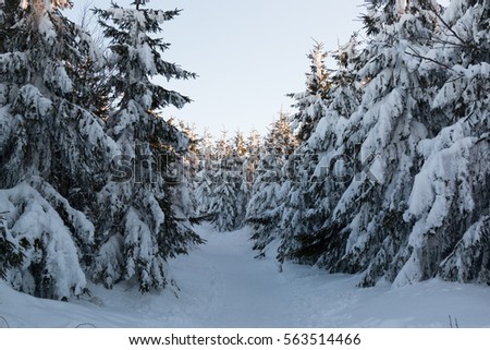 Winter landscape with high spruces and snow in mountains, Czech Republic