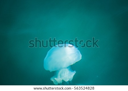 large jellyfish swims in the Black Sea