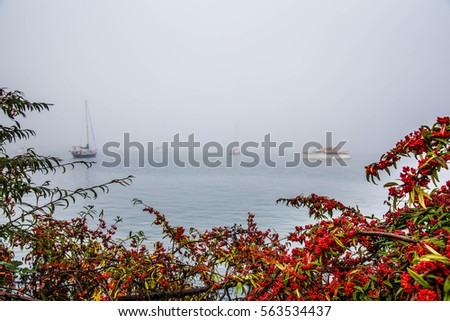 Vancouver City in fog - Coastline - Red Berries Branches - Canada