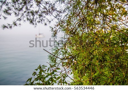Vancouver City in Fog - Coastline - Fir tree Branches - Canada