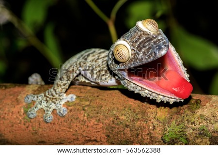 Giant Leaf-tail Gecko, Uroplatus fimbriatus, Nosy Mangabe park reserve, Madagascar. Gecko with opened mouth showing his red tongue as defense against the enemy. Madagascar wildlife and wilderness Royalty-Free Stock Photo #563562388