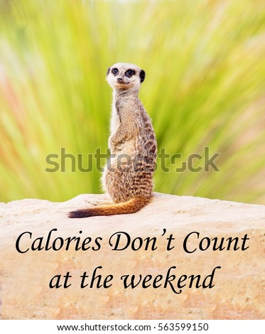 A concept picture of a meerkat with the comment that 'calories don't count at the weekend' suggesting that you can eat what you want at weekends but it won't make you put on weight.