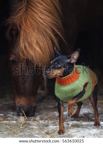 red horse with a light mane stands with a small black and brown dog in a green sweater