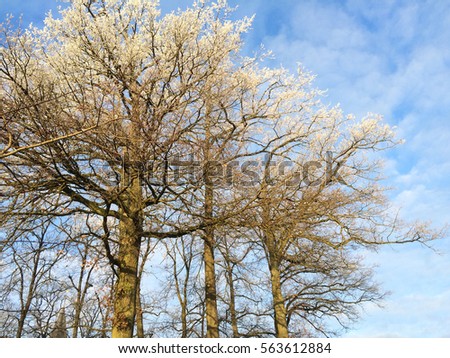 Snow on branches on trees with blue sky from looking up View.