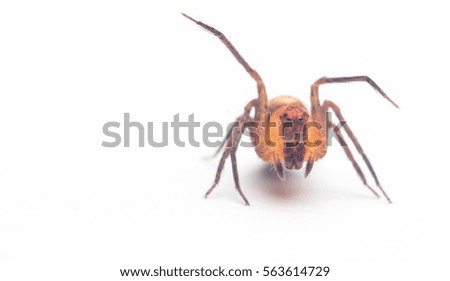macro closeup of lynx spider with grain/soft white background