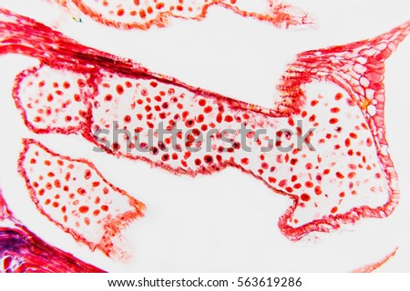 flower ovary and ovule- science background. Microscopic- micrograph of a plant cell. Photo micro sections with high magnification with light microscope