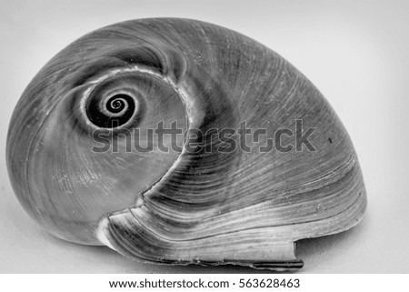 Close up picture of common snail shells black and white