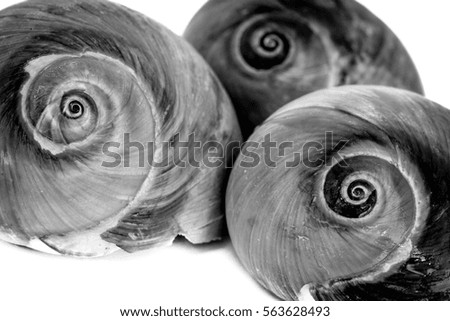 Close up picture of common snail shells black and white